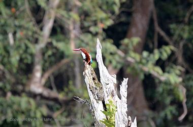 Periyar Lake N.P., ThekkadyDSC_7600_H600